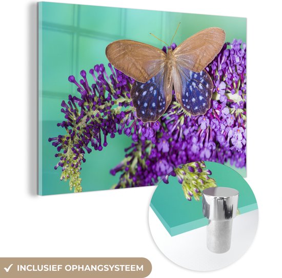 Papillon exotique sur le buisson de papillons Plexiglas 90x60 cm - Tirage photo sur Glas (décoration murale en plexiglas)