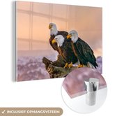 Glasschilderij - Foto op glas - Vogels - Dieren - Arend - Roofvogel - Takken - Acrylglas - 30x20 cm - Glasschilderij vogels - Schilderij glas - Wanddecoratie glas - Glasschilderij dieren