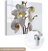 MuchoWow® Glasschilderij 40x30 cm - Schilderij acrylglas - Witte mot orchidee - Foto op glas - Schilderijen