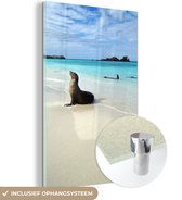 MuchoWow® Glasschilderij 80x120 cm - Schilderij acrylglas - Een zeehond ligt in het heldere zeewater van de Galapagoseilanden - Foto op glas - Schilderijen