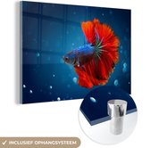 MuchoWow® Glasschilderij 30x20 cm - Schilderij acrylglas - Vis - Water - Rood - Foto op glas - Schilderijen