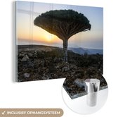 MuchoWow® Glasschilderij 30x20 cm - Schilderij acrylglas - Bekende drakenbloedboom bij Jemen in het Midden-Oosten - Foto op glas - Schilderijen
