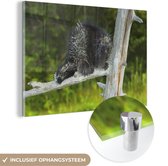 MuchoWow® Glasschilderij 150x100 cm - Schilderij acrylglas - Stekelvarken in een boom - Foto op glas - Schilderijen