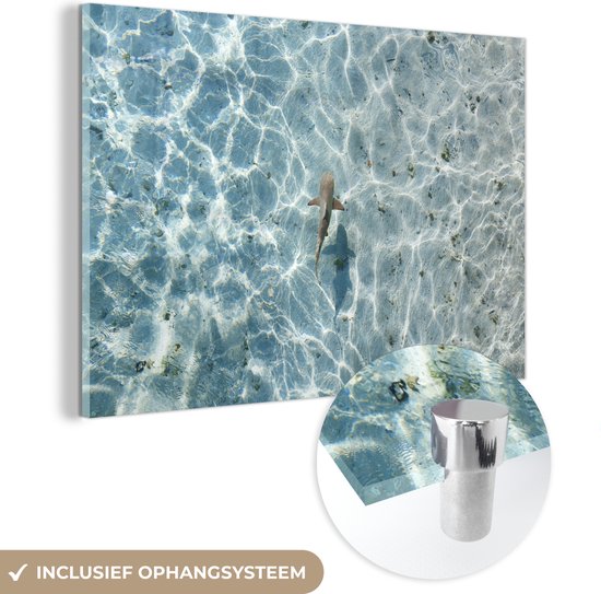MuchoWow® Glasschilderij - Haai in ondiep water - Acrylglas Schilderijen - Foto op Glas