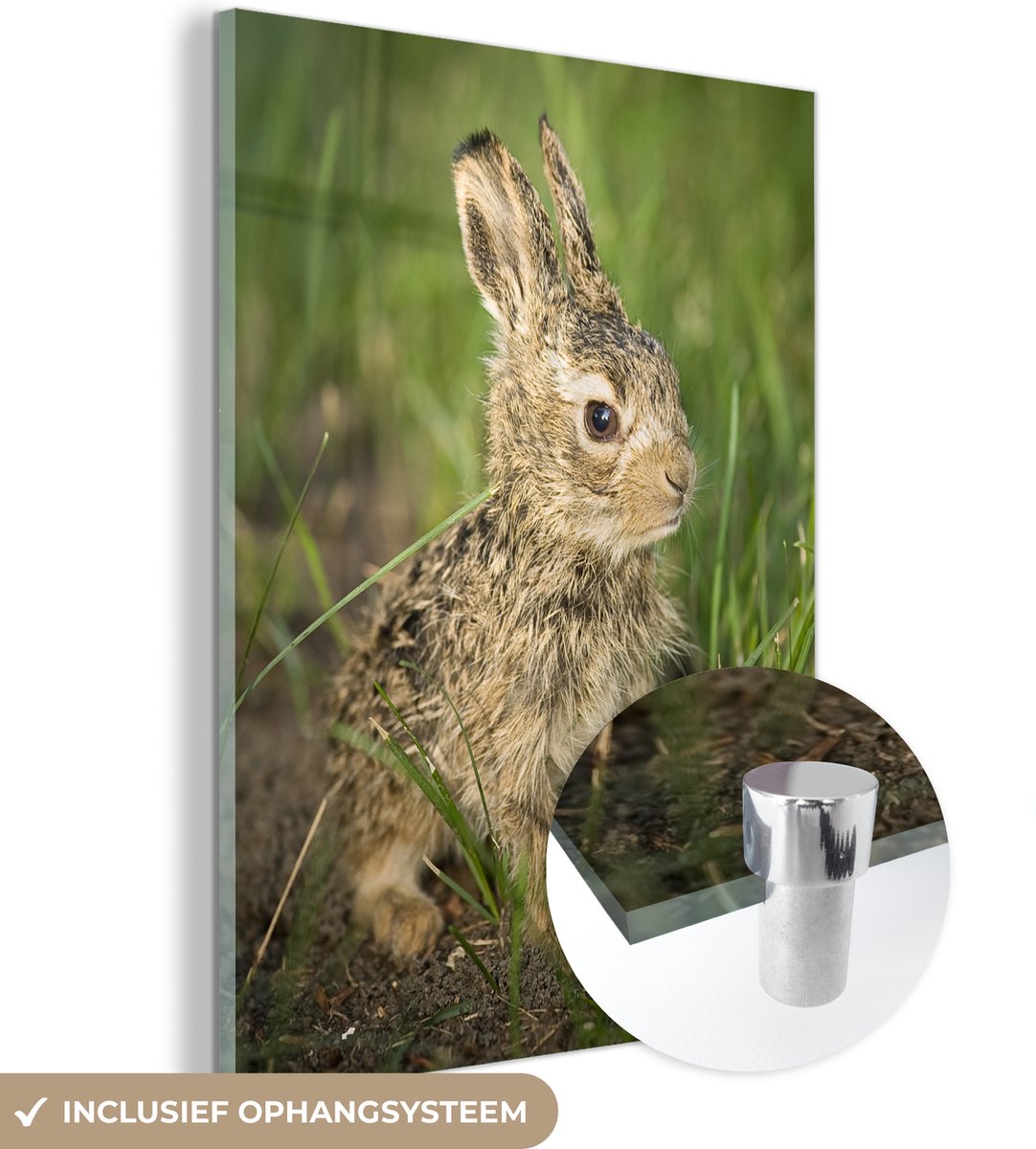 ® Glasschilderij 60x80 cm - Schilderij acrylglas - Haas - Baby - Tuin - Foto op glas - Muurdecoratie woonkamer - Wanddecoratie slaapkamer - Schilderijen