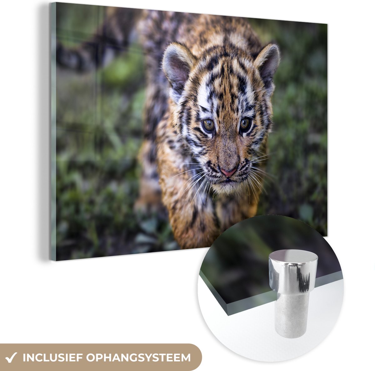 ® Glasschilderij 30x20 cm - Schilderij acrylglas - Tijger - Baby - Natuur - Foto op glas - Muurdecoratie woonkamer - Wanddecoratie slaapkamer - Schilderijen