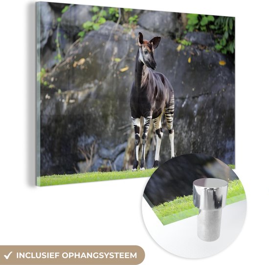 MuchoWow® Glasschilderij - Okapi in het grasland - Acrylglas Schilderijen - Foto op Glas
