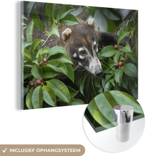 MuchoWow® Glasschilderij 90x60 cm - Schilderij acrylglas - Coati in de struiken - Foto op glas - Schilderijen