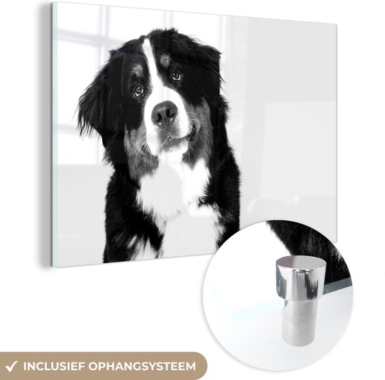 MuchoWow® Glasschilderij 60x40 cm - Schilderij acrylglas - Portretfoto van een Berner Sennenhond - zwart wit - Foto op glas - Schilderijen