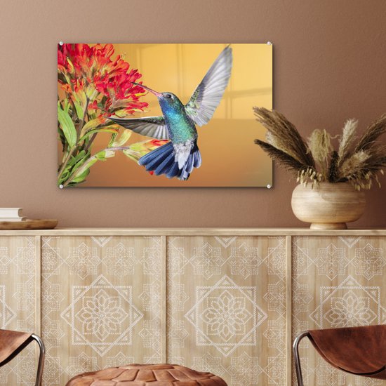 Colibri aux couleurs vives à côté d'une belle fleur rouge Plexiglas 60x40 cm - Tirage photo sur Glas (décoration murale en plexiglas)