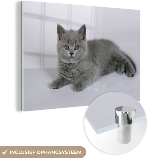Glasschilderij – Britse korthaar kitten – 180×120 cm – Acrylglas Schilderijen – Foto op Glas