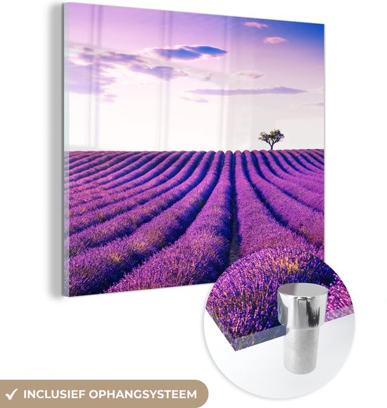 Lavendel 'Hidcote' online bestellen bij Lavendel 'Hidcote' online bestellen bij