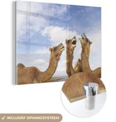 MuchoWow® Glasschilderij 160x120 cm - Schilderij acrylglas - Kamelen in India - Foto op glas - Schilderijen