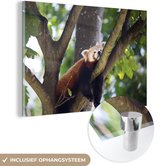 MuchoWow® Glasschilderij 60x40 cm - Schilderij acrylglas - Rode panda in de boom - Foto op glas - Schilderijen