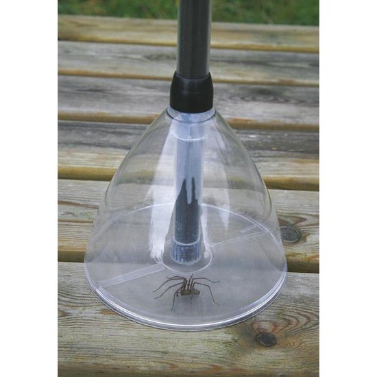 Een spin in een doorzichtige insectenvanger op een houten ondergrond.