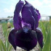 6x Iris Barbu - Iris Germanica 'Black Knight' - Pot 9x9cm