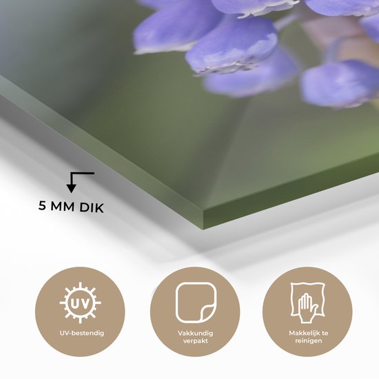 Jacinthe de raisin commun par une journée ensoleillée Plexiglas 60x90 cm - Tirage photo sur Glas (décoration murale en plexiglas)