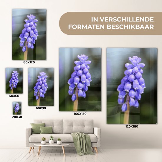 Jacinthe de raisin commun par une journée ensoleillée Plexiglas 60x90 cm - Tirage photo sur Glas (décoration murale en plexiglas)