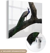 MuchoWow® Glasschilderij 90x90 cm - Schilderij acrylglas - Pauw - Boom - Blauw - Foto op glas - Schilderijen