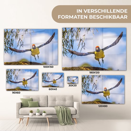 Une rosella vole dans les airs d'une manière fascinante Plexiglas 180x120 cm - Tirage photo sur Glas (Décoration murale plexiglas) XXL / Groot format!