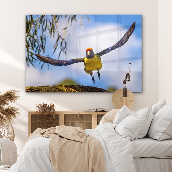 Une rosella vole dans les airs d'une manière fascinante Plexiglas 180x120 cm - Tirage photo sur Glas (Décoration murale plexiglas) XXL / Groot format!