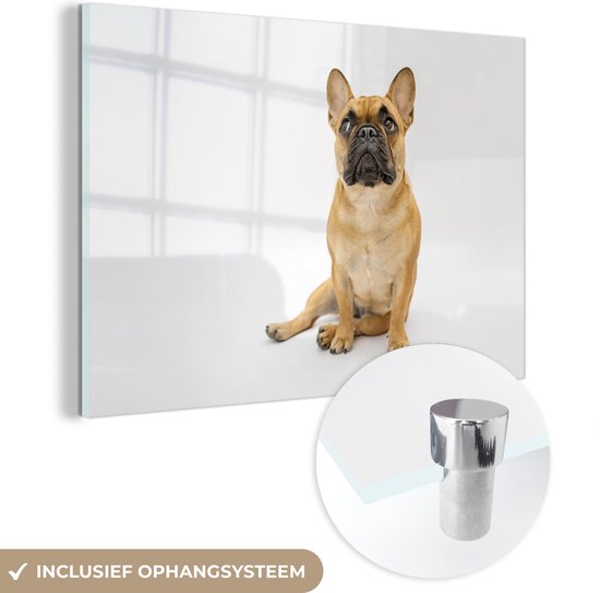 MuchoWow® Glasschilderij 30x20 cm - Schilderij acrylglas - Franse Bulldog - Wit - Bruin - Foto op glas - Schilderijen