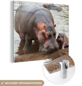 MuchoWow® Glasschilderij 50x50 cm - Schilderij acrylglas - Nijlpaarden - Water - Dieren - Foto op glas - Schilderijen