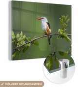 MuchoWow® Glasschilderij 40x30 cm - Schilderij acrylglas - Grijskopijsvogel op tak met volgroeide blaadjes - Foto op glas - Schilderijen