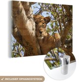 MuchoWow® Peinture sur Verre - Lion - Branches - Arbre - 150x100 cm - Peintures Acrylique - Photo sur Glas