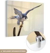 MuchoWow® Glasschilderij 40x30 cm - Schilderij acrylglas - Roofvogels - Valk - Tak - Foto op glas - Schilderijen