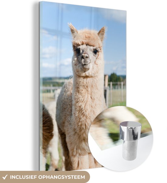MuchoWow® Peinture sur verre 120x180 cm - Peinture sur verre - Alpaga - Herbe - Fourrure - Photo sur verre acrylique - Peintures