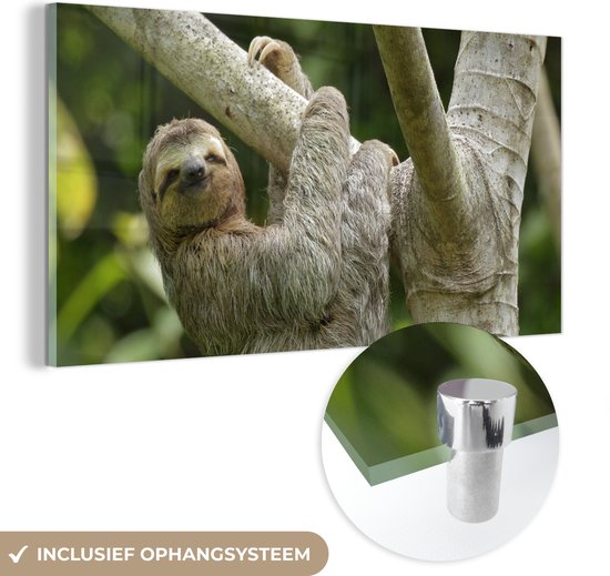 Peinture sur verre MuchoWow® - Un paresseux accroché à une branche - 40x20 cm - Peintures sur verre acrylique - Photo sur Glas