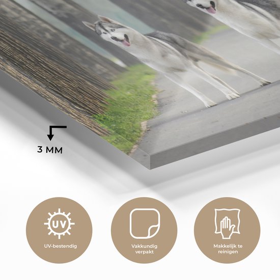 MuchoWow® Peinture sur verre 40x20 cm - Peinture sur verre acrylique - Quatre huskies parmi les arbres - Photo sur verre - Peintures