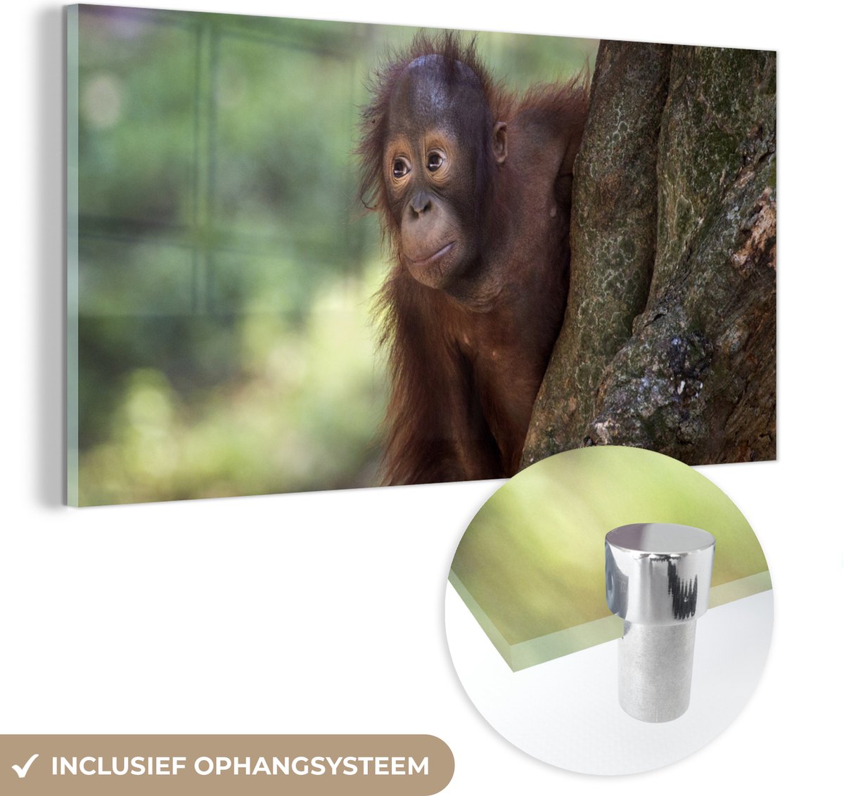 ® Glasschilderij 40x20 cm - Schilderij acrylglas - Baby - Orang oetan - Boom - Foto op glas - Muurdecoratie woonkamer - Wanddecoratie slaapkamer - Schilderijen