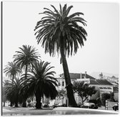 WallClassics - Dibond - Palmbomen in Amerikaanse Buurt (Zwart- wit) - 50x50 cm Foto op Aluminium (Wanddecoratie van metaal)