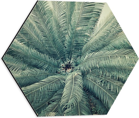 WallClassics - Dibond Hexagon - Bovenaanzicht van Groene Palmboom - 40x34.8 cm Foto op Hexagon (Met Ophangsysteem)