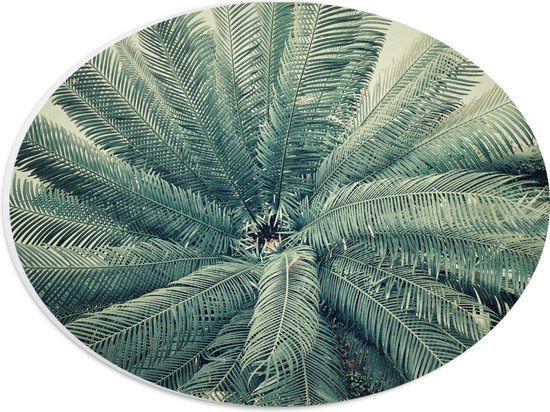 WallClassics - PVC Schuimplaat Ovaal - Bovenaanzicht van Groene Palmboom - 28x21 cm Foto op Ovaal (Met Ophangsysteem)