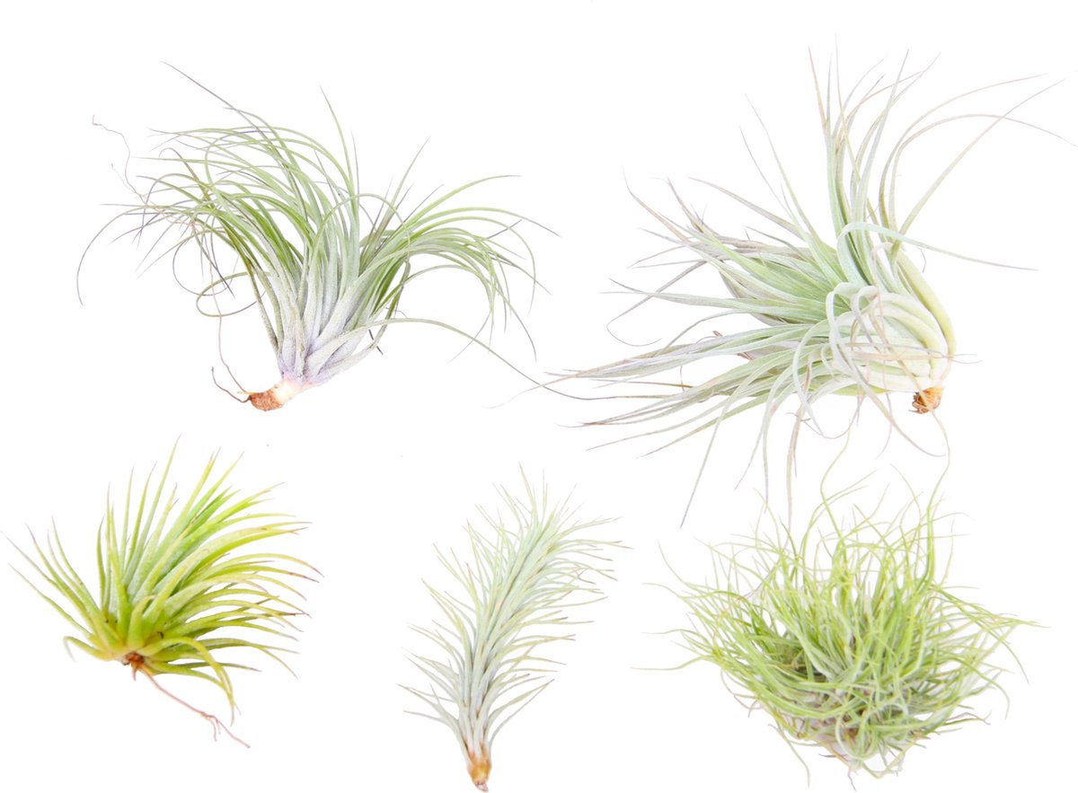 Plant in a Box - Luchtplanten mix - Set van 5 stuks - Minimaal 4 soorten Tillandsia - Onderhoudsarm - Zonder aarde - Perfect voor DIY en decoratie - Hoogte 5-15cm
