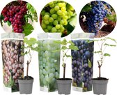 Plant in a Box - Mix van 3 Druivenplanten - Vitis Vinifera - Druif - Pot 9cm - Hoogte 25-40cm