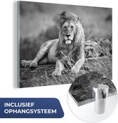 MuchoWow® Glasschilderij 180x120 cm - Schilderij acrylglas - Leeuwen - Wild - Zwart - Wit - Foto op glas - Schilderijen