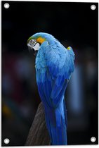 Tuinposter – Achteraanzicht van Opzijkijkende Blauwe Ara Papegaai - 40x60 cm Foto op Tuinposter (wanddecoratie voor buiten en binnen)