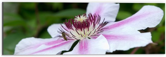 Dibond - Clematis Flordie Bloemen in het Wit met Paarse Details - 60x20 cm Foto op Aluminium (Met Ophangsysteem)