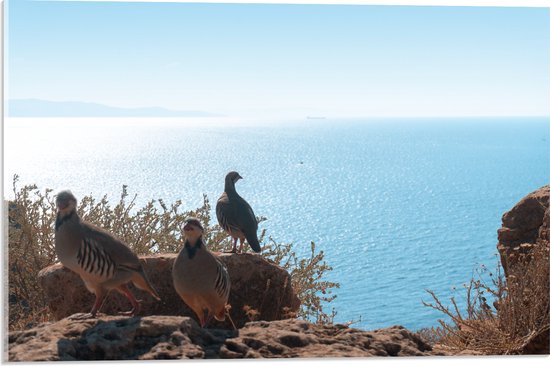 Acrylglas - Drie Vogels op Stenen aan de Rand van Cliff aan de Kust - 60x40 cm Foto op Acrylglas (Met Ophangsysteem)