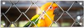 Tuinposter – Felgekleurde Zonparkiet Vogel achter Geruit Hek - 60x20 cm Foto op Tuinposter (wanddecoratie voor buiten en binnen)