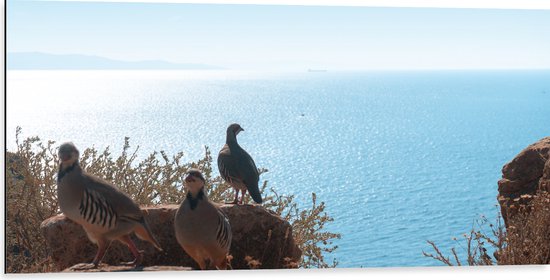Dibond - Drie Vogels op Stenen aan de Rand van Cliff aan de Kust - 100x50 cm Foto op Aluminium (Met Ophangsysteem)