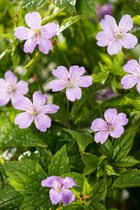 3 stuks | Geranium nodosum P9 cm