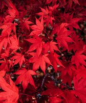 Acer palmatum C10 100-125 cm