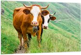 Tuinposter – Twee Koeien met Horens in Begroeid Landschap - 150x100 cm Foto op Tuinposter (wanddecoratie voor buiten en binnen)