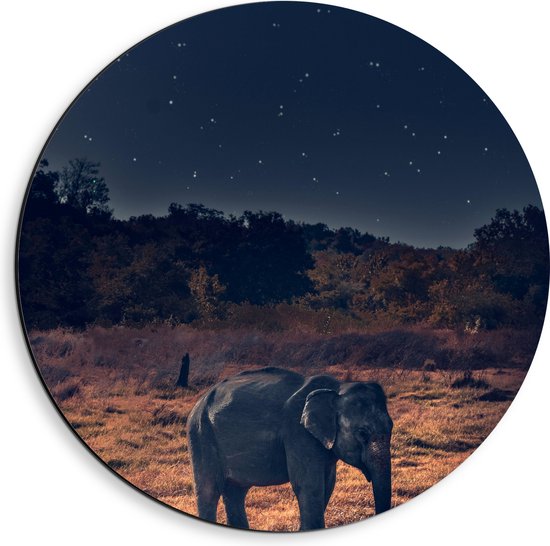 Dibond Muurcirkel - Zijaanzicht van Volwassen Olifant in Natuurgebied onder Sterrenhemel - 40x40 cm Foto op Aluminium Muurcirkel (met ophangsysteem)