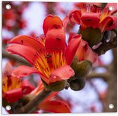Tuinposter – Rode Bloeiende Bloemen aan Indische kapokboom - 50x50 cm Foto op Tuinposter (wanddecoratie voor buiten en binnen)